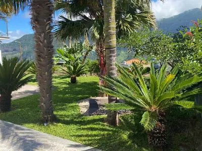 a garden with palm trees and a mountain in the background at Casa do Cantinho do Muro in São Vicente