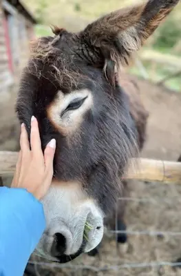 a person is petting a donkey behind a fence at Mountain Eco Shelter 5 in Funchal