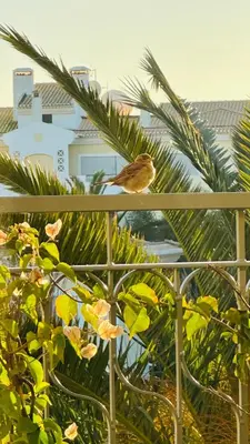 a bird perched on a fence with palm trees at Amazing 2 Bedroom Apartment near beach with pool in Lagos