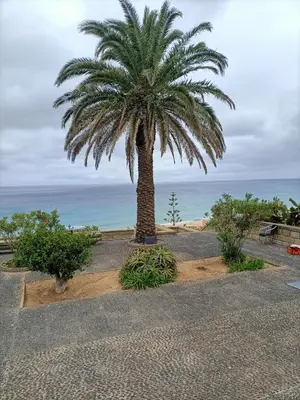 a palm tree on the beach with the ocean in the background at Golden Beach House in Porto Santo