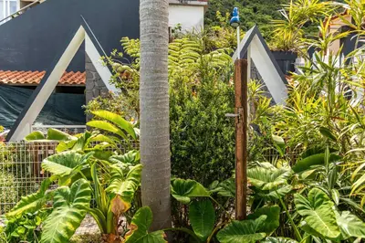 a garden with a palm tree and plants at Cork House - Fernandes Cottage in Ponta Delgada