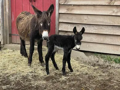a donkey and a baby donkey standing next to a building at Mountain Eco Shelter 7 in Funchal
