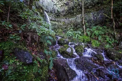 a stream of water in the middle of a forest at Apartment with ocean view and parking in Funchal