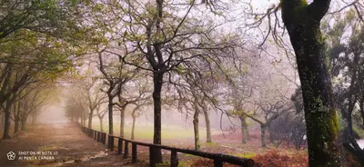 a foggy path in a forest with trees and a fence at Stay In Madeira in Funchal