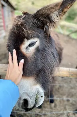 a person is touching the face of a donkey at Mountain Eco Shelter 6 in Funchal