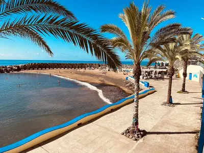 a beach with palm trees and the water at Typical House -Madeira Inn Group in Calheta