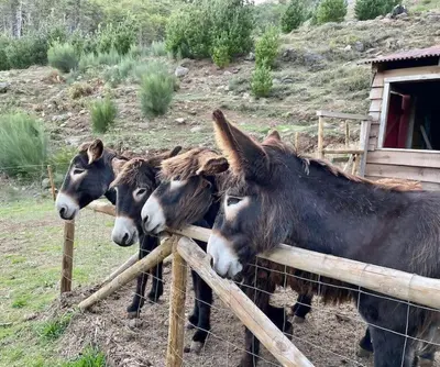 a group of horses standing behind a fence at Mountain Eco Shelter 8 in Funchal