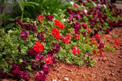 a bunch of red flowers in a garden at Madeira Loft II - FREE CAR in Caniço