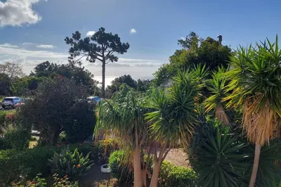 a group of palm trees in a park at Viewpoint Machico - Lovely Nature View in Machico