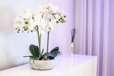 a vase filled with white flowers on a table at Leonor Seaview Apartment in Funchal
