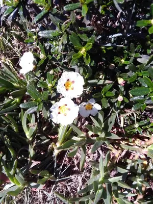 a group of white flowers in the grass at Casa Brisa Suave in Aljezur