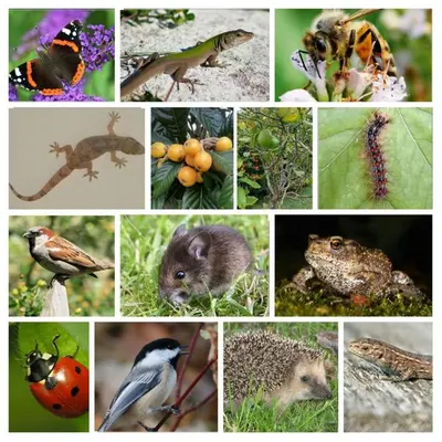 a collage of pictures of different animals and birds at Casa Brisa Suave in Aljezur